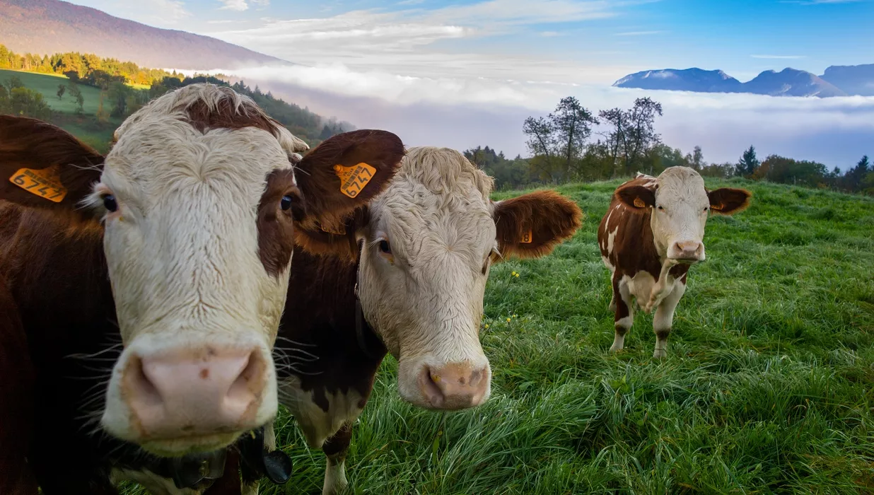 Производство «молочки» в Алтайском крае просело в условиях сократившегося поголовья коров