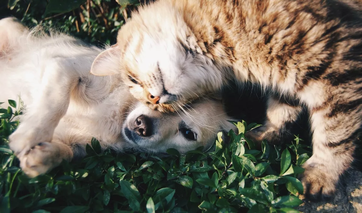 Распространенные заболевания мочеполовой системы собак и кошек