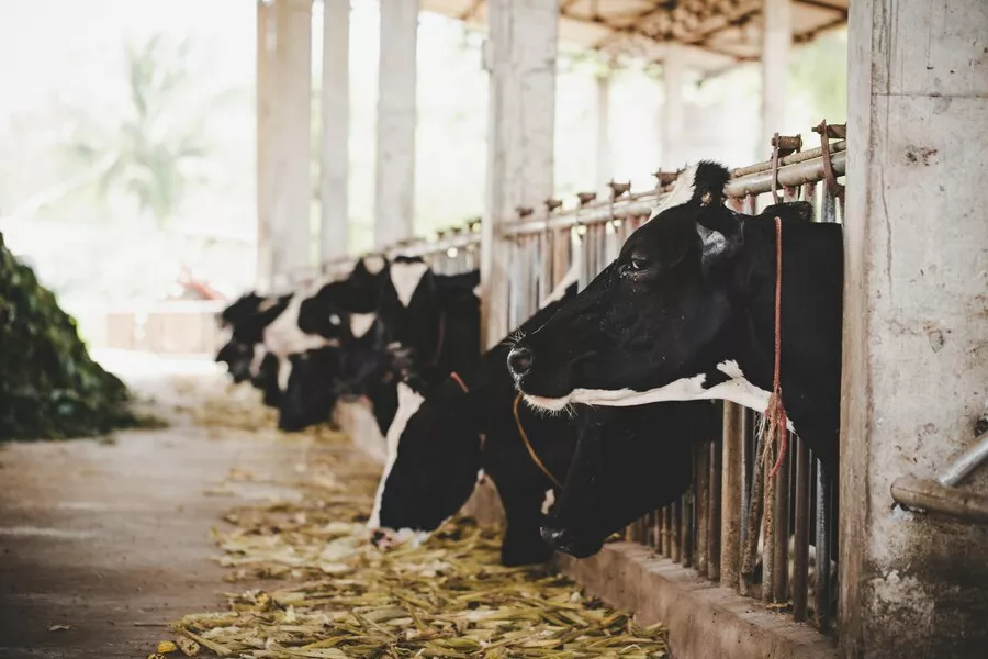 Прокуратура не увидела нарушений в «потайной» приватизации молочного предприятия на Алтае
