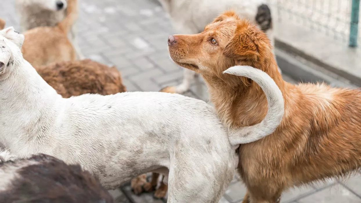 Бийчанка попросила мэра санкционировать умерщвление бездомных собак по примеру Республики Алтай