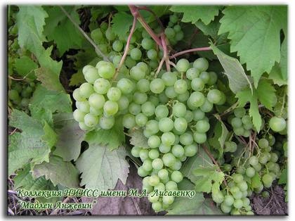 По решению властей региона в Алтайском крае будет плодоносить
виноград французских сортов.