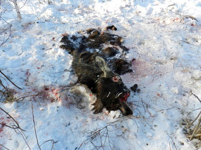 Алтайские экологи бьют тревогу: браконьеры на снегоходах уничтожают всех 
диких животных. Фото.