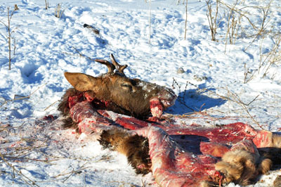 Алтайские экологи бьют тревогу: браконьеры на снегоходах уничтожают всех 
диких животных. Фото.