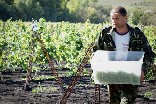 Урожай-2012 на &quot;французском&quot; винограднике &quot;Алтайспиртпрома&quot; составил 2,7 тонн. Фото.