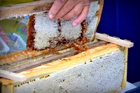 В Алтайском крае создадут «библиотеку меда» для защиты пчелопродукции от подделки
