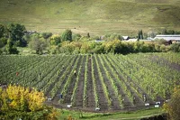 Французский виноград на алтайской земле