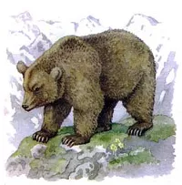 В Республике Алтай ученые «воскресили» вид медведя, считавшийся вымершим