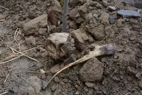 Археологи обнаружили человеческие кости у вершины «лестницы ВДНХ» в Барнауле