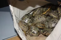 Жестокая расфасовка: дорога на Алтай едва не стоила жизни тысячам редких черепах