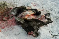 Последствия преступлений браконьеров