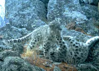 Самка снежного барса с котятами погибли в браконьерских петлях на Алтае