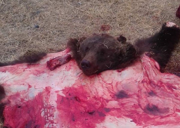 Алтайский госинспектор застрелил медведя-шатуна после нападения сельчанку