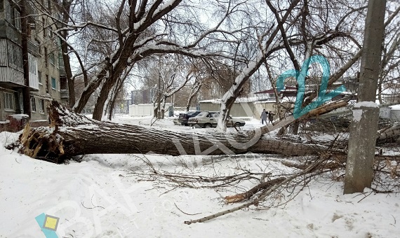 Поваленные деревья в Барнауле