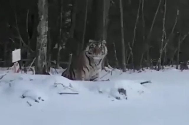 В Минприроды Алтайского края назвали фейком видео гуляющим лесам региона тигром