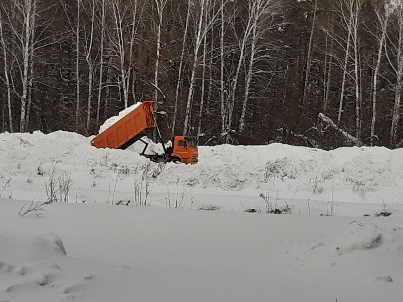 Барнаульцы рассказали незаконном сбросе загрязненного снега строящегося жилкомплекса ленточном бору