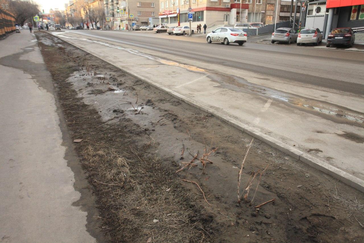 Уничтоженные Барнауле кусты стоимостью тысяч рублей гарантии восстановят дорожники