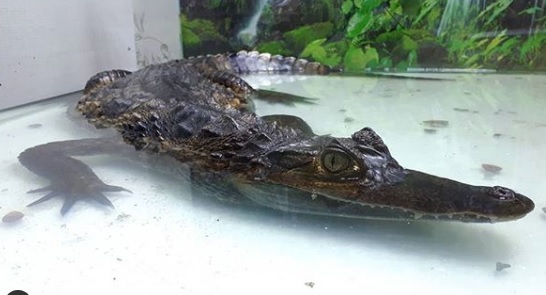 Рептилии контактного барнаульского зоопарка из-за пандемии переехали ПМЖ Лесную сказку