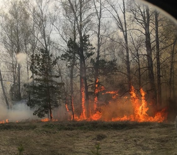 Рукотворные пожары объяли леса нескольких районах Алтайского края период строгой самоизоляции