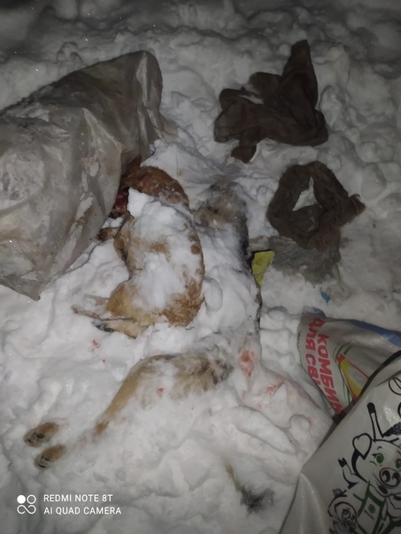 В алтайском селе жителя подозревают в отлове и убийстве домашних собак (18+)