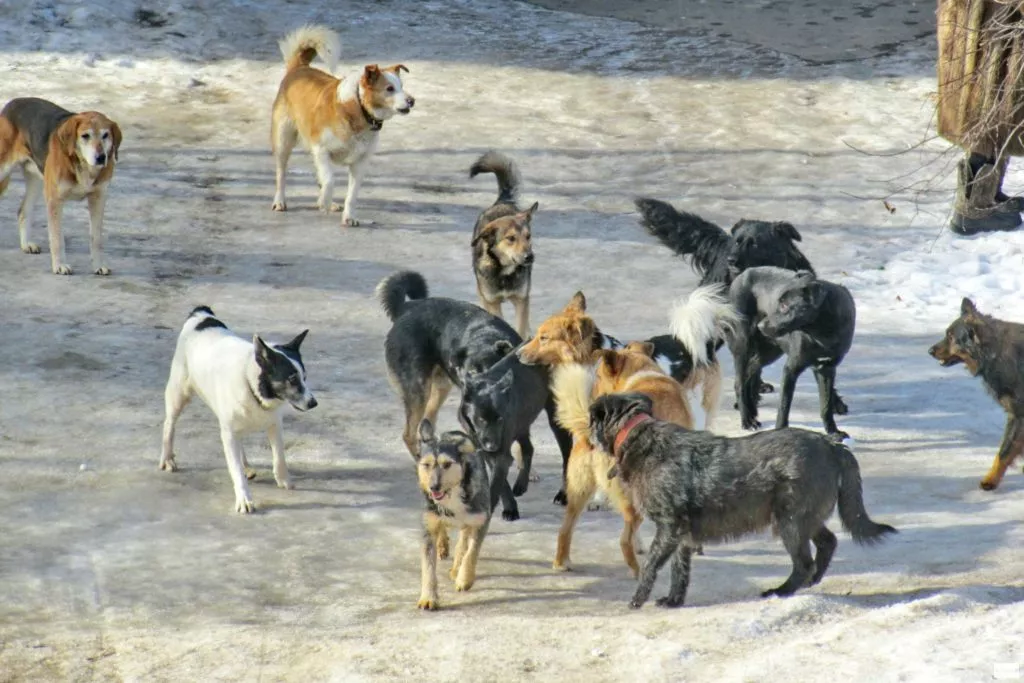 В Павловске бродячие собаки нападают на детей прямо возле школы