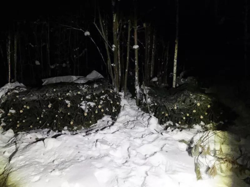 Предприимчивые «черные лесорубы» на Алтае вырубили больше 300 пихт ради предновогоднего заработка