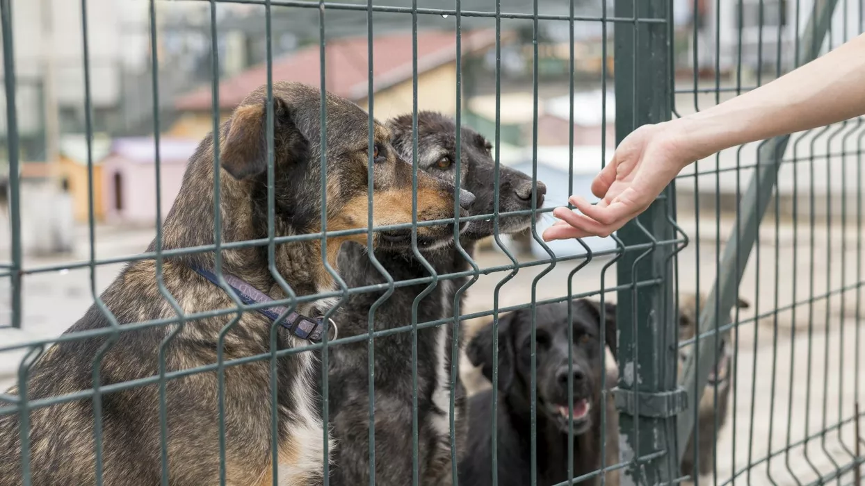Зоозащитники просят губернатора Алтайского края не допустить массового убийства бездомных собак