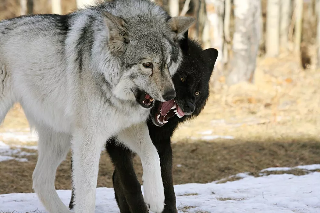 Алтайское Заксобрание предложило депутатам проголосовать за «окончательное решение» волко-собачьего вопроса