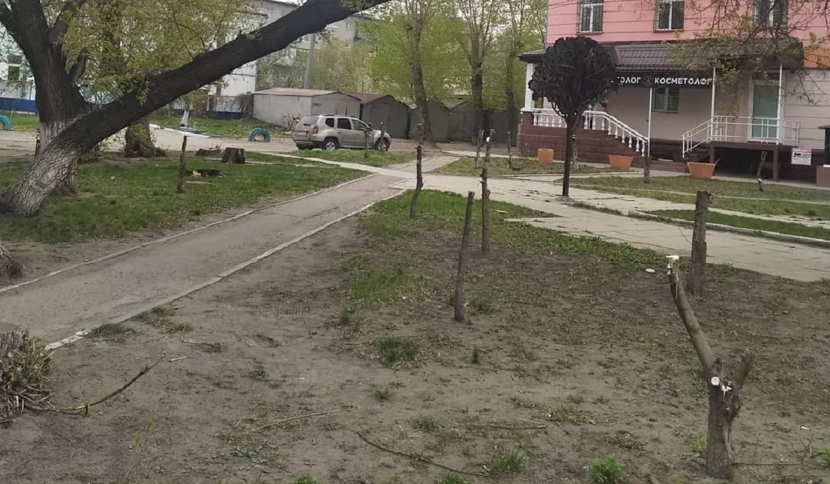 Следствие запнулось о пеньки: полиция не нашла ответственных за вырубку зеленого сквера в Барнауле