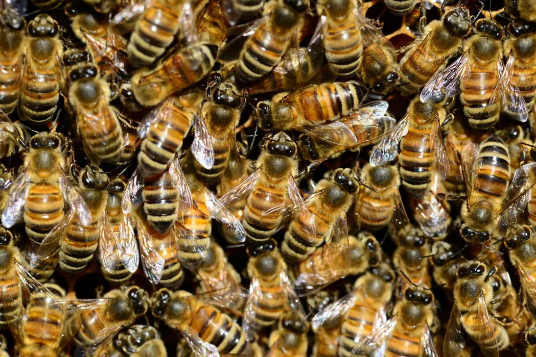 19 алтайских аграриев могут получить крупные штрафы за массовый мор пчел