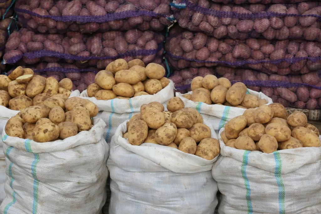 «Фуры грузят прямо на поле»: эксперты прогнозируют еще больший рост цен на алтайский картофель