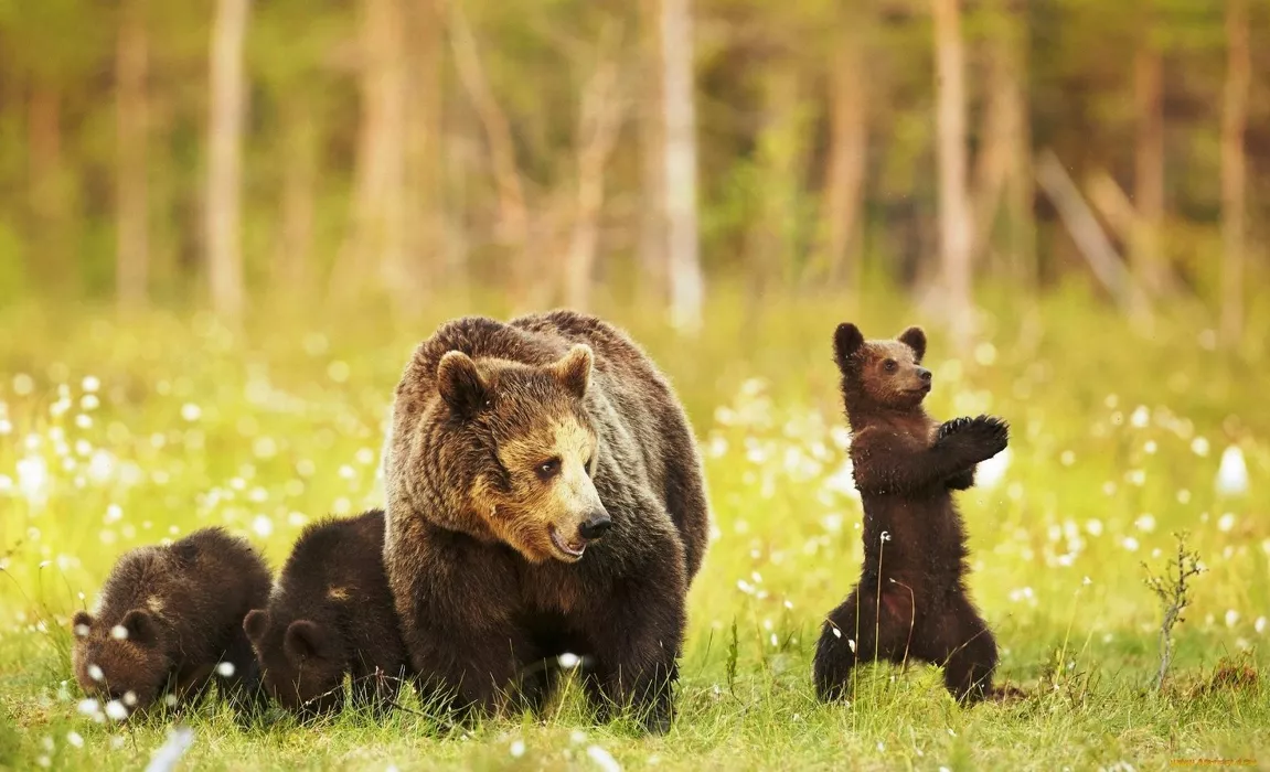 Охотоведы устроили «облаву» на медведицу с детенышами на территории алтайского завода