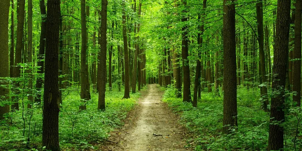 Проблему нехватки средств на охрану алтайских лесов обсудили на заседании правительства края