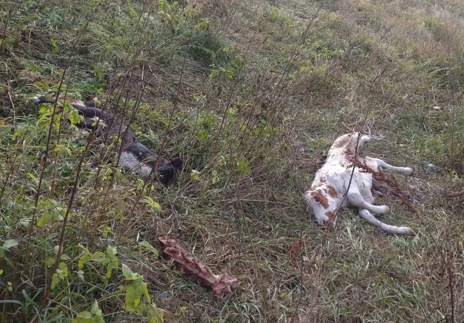 Общественники сообщили в прокуратуру о свалке трупов животных на территории алтайского села (18+)