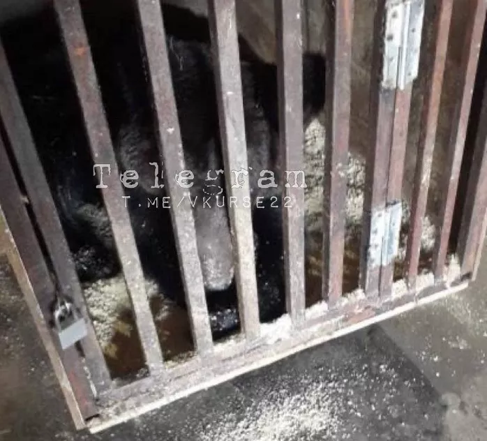 Выход из клетки: Росприроднадзор и полиция разберутся в судьбе запертых в барнаульском гараже медведей