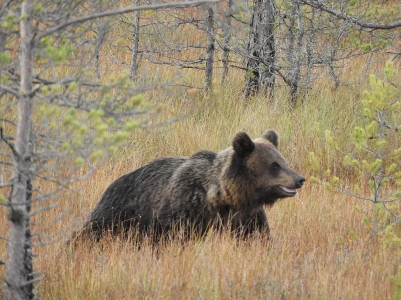 Жители алтайского села пристрелили «забежавшего на огонек» двухметрового медведя (обновлено)