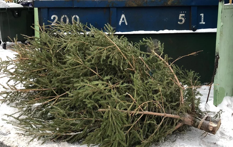 Барнаульцев призывают сдать новогодние елки на корм животным