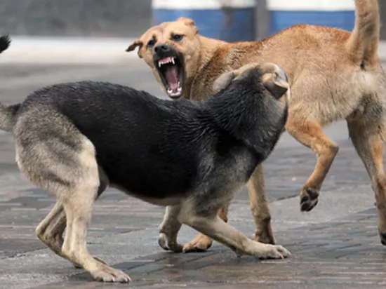 Ветвласти Алтайского края «расписались» в неспособности посчитать бродячих собак в регионе