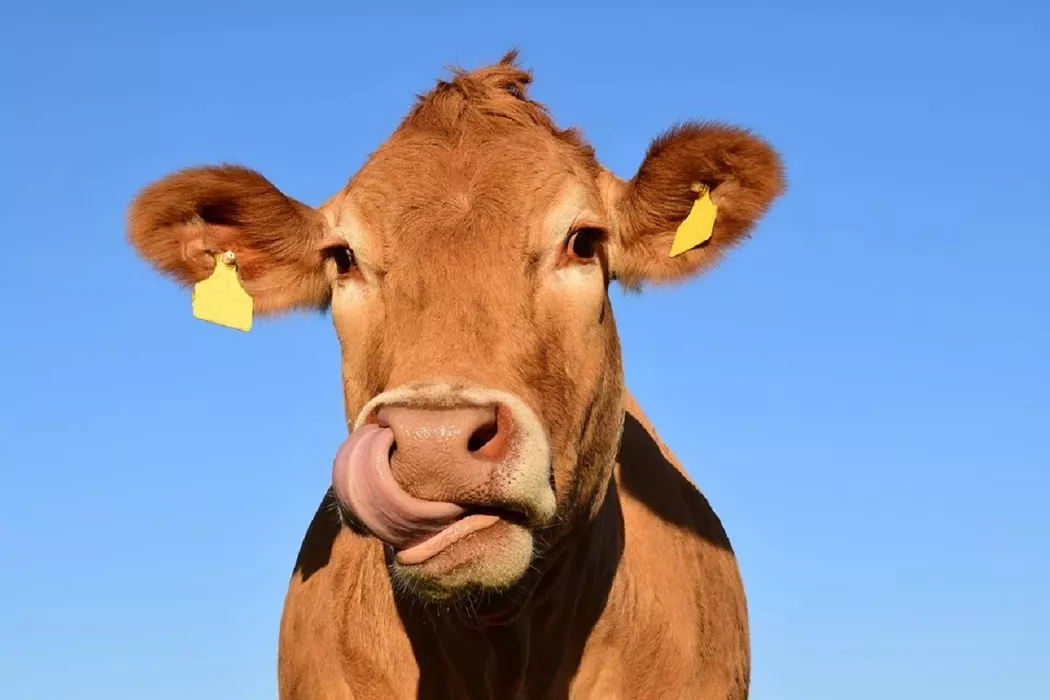 «Деревенская» молочка в Алтайском крае может «скиснуть» из-за новых ветеринарных проверок