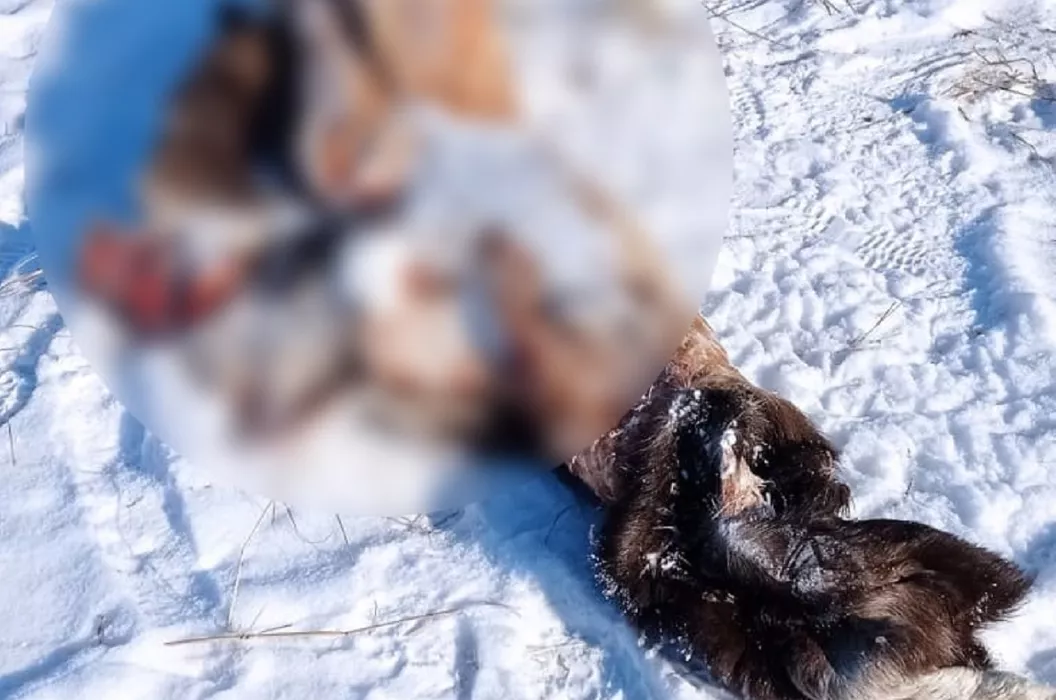 Шкуры и головы: зеленые активисты нашли следы возможной незаконной охоты на лосей возле алтайского села (18+) (обновлено)