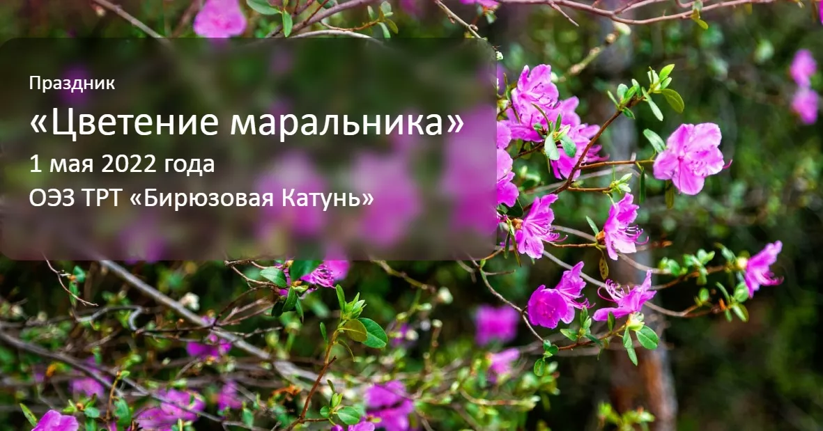 В Алтайском крае до сих пор не определен подрядчик на проведение праздника «Цветение маральника» 1 мая