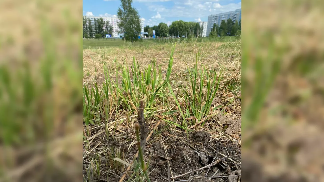 В Заринске вместе с травой скосили больше 1000 высаженных горожанами сосен