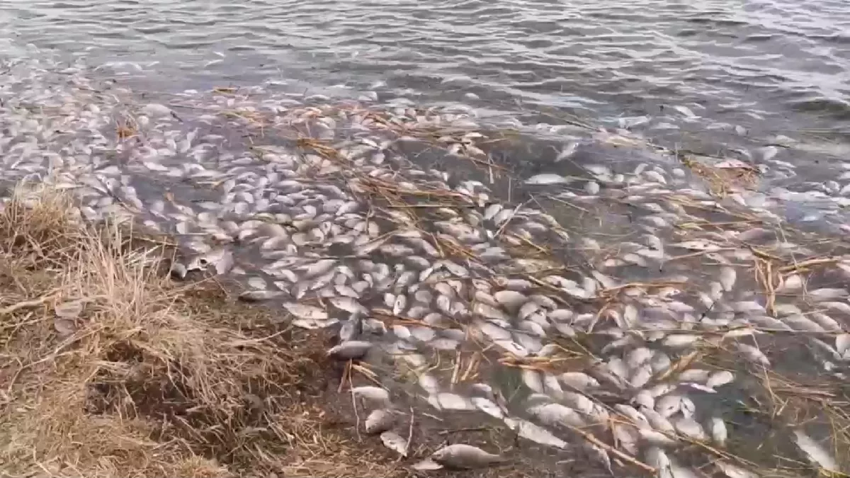 В озере под Рубцовском произошла массовая гибель рыбы
