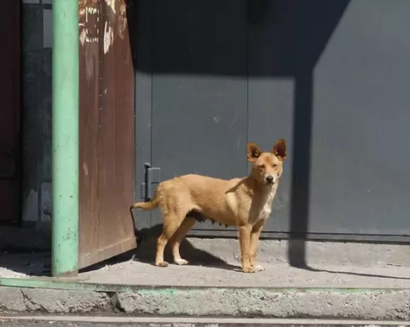 «Иначе не наведем порядок»: алтайские законодатели намерены добиться введения обязательной маркировки собак