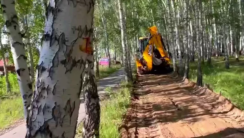 В Барнауле при прокладке газопровода повредили десятки деревьев в березовой роще