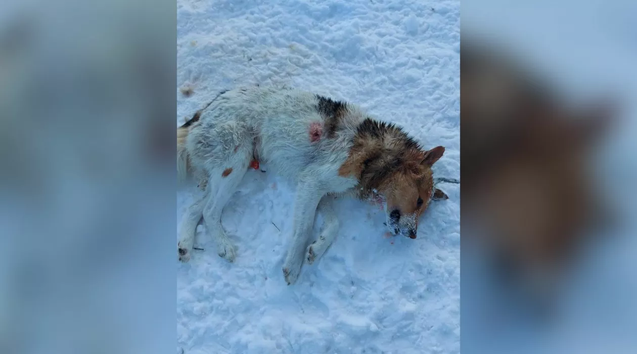 Ни один резонансный случай убийства животных в Алтайском крае за последний год не завершился наказанием (18+)