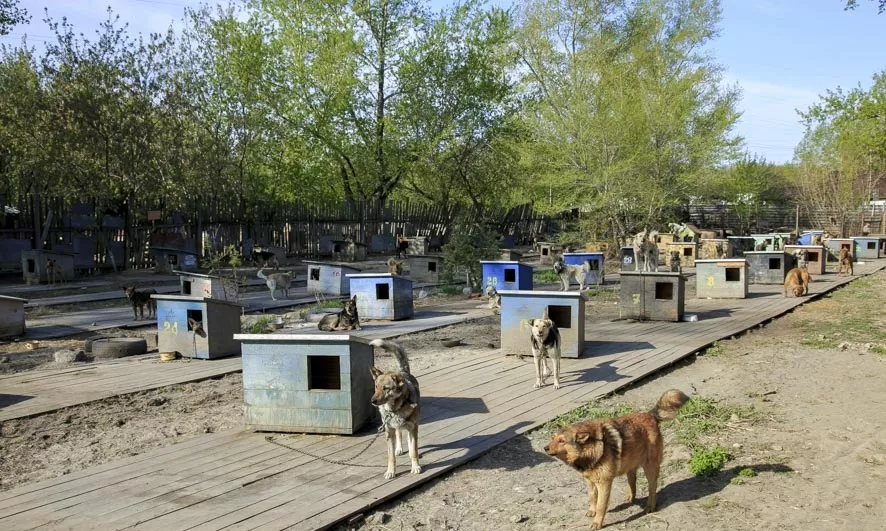 Власти Барнаула вновь обсуждают увеличение площадей приюта «Ласка» из-за роста числа отловленных собак