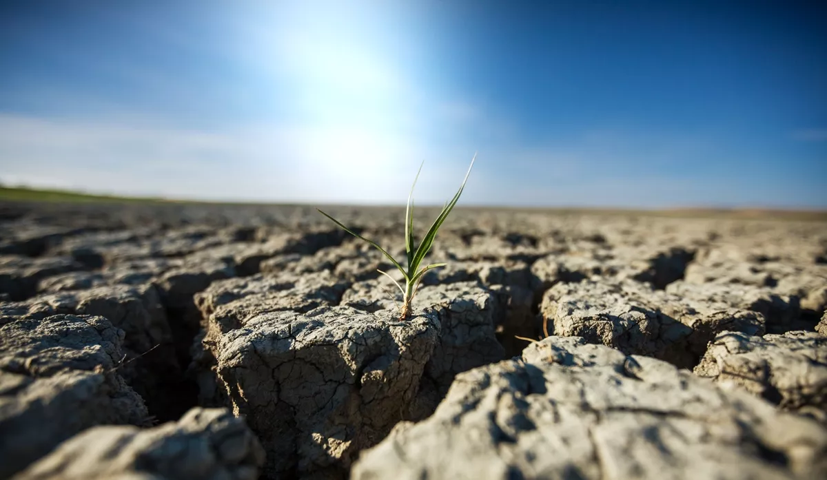 Урожай зерновых в Алтайском крае может сократиться из-за засухи