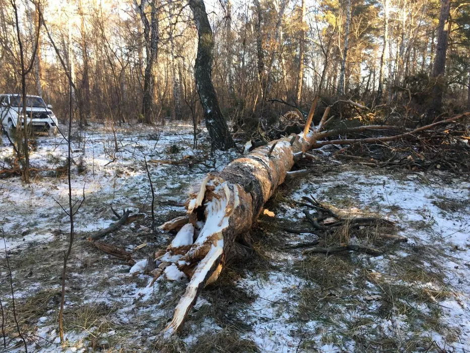 Алтайские депутаты хотят приравнять ветровальные деревья к валежнику