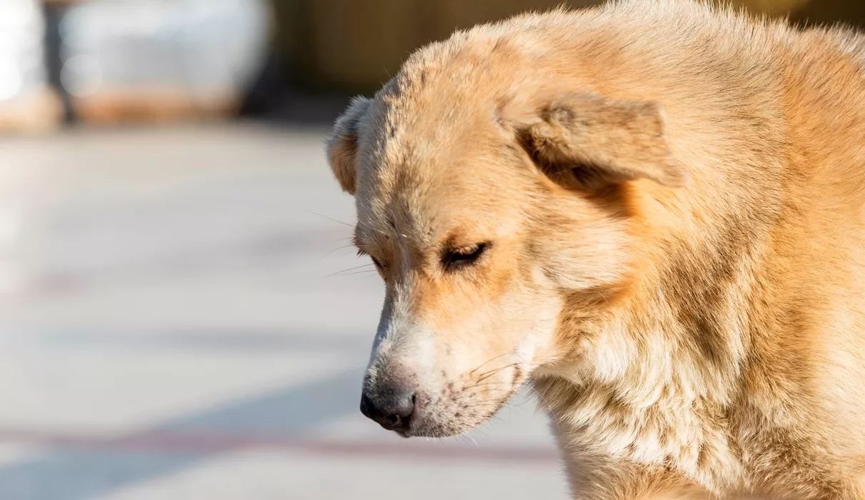 Бийские депутаты лоббируют вопрос об умерщвлении бродячих собак в Алтайском крае