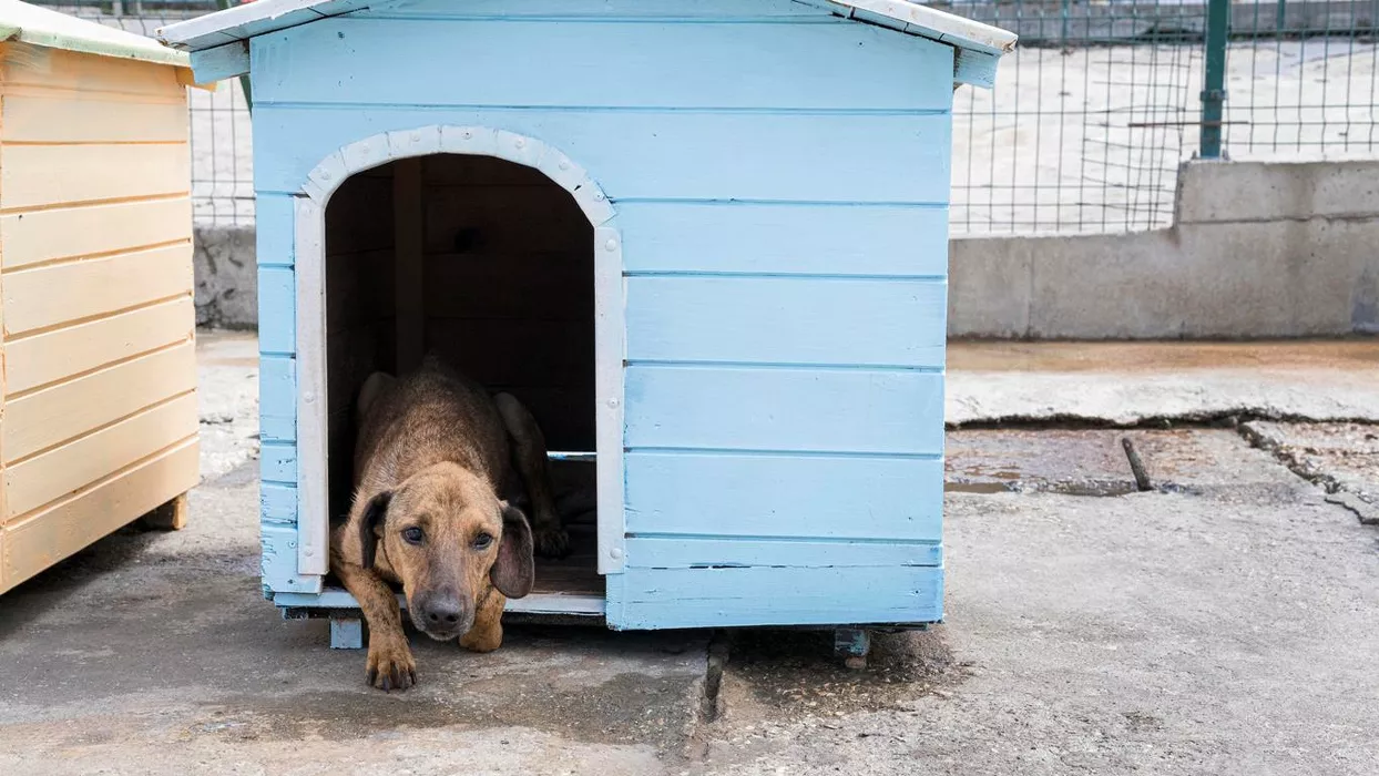 Обязательную маркировку собак могут ввести в Алтайском крае